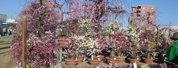 桜3月散歩道